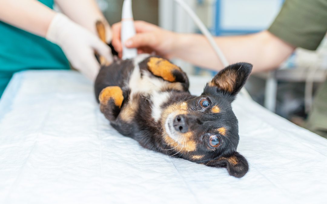 Veterinarian performing ultrasound exam on small dog for adrenal disease diagnosis