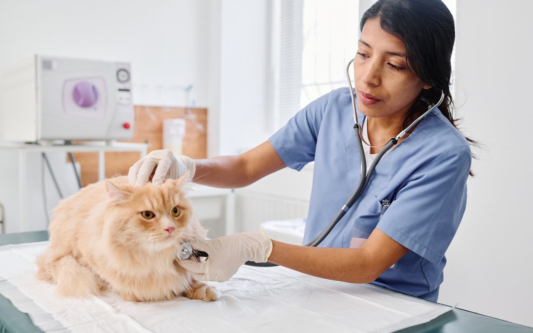 Visual representation of a veterinary cardiologist performing cardiac exam on a cat with a stethoscope