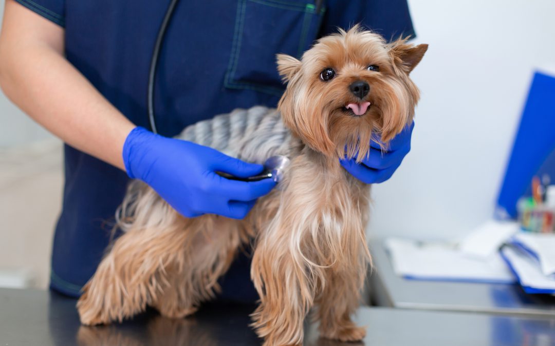 Veterinarian using stethoscope to examine small dog’s heart