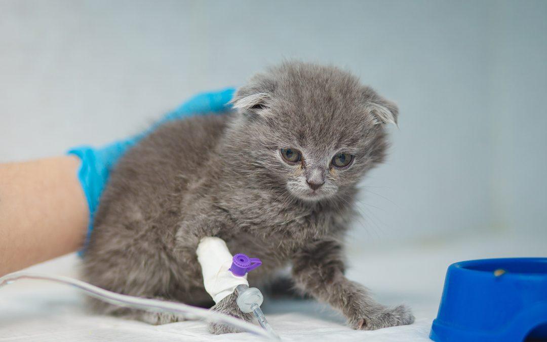 Kitten receiving intravenous fluids during veterinary blood transfusion treatment