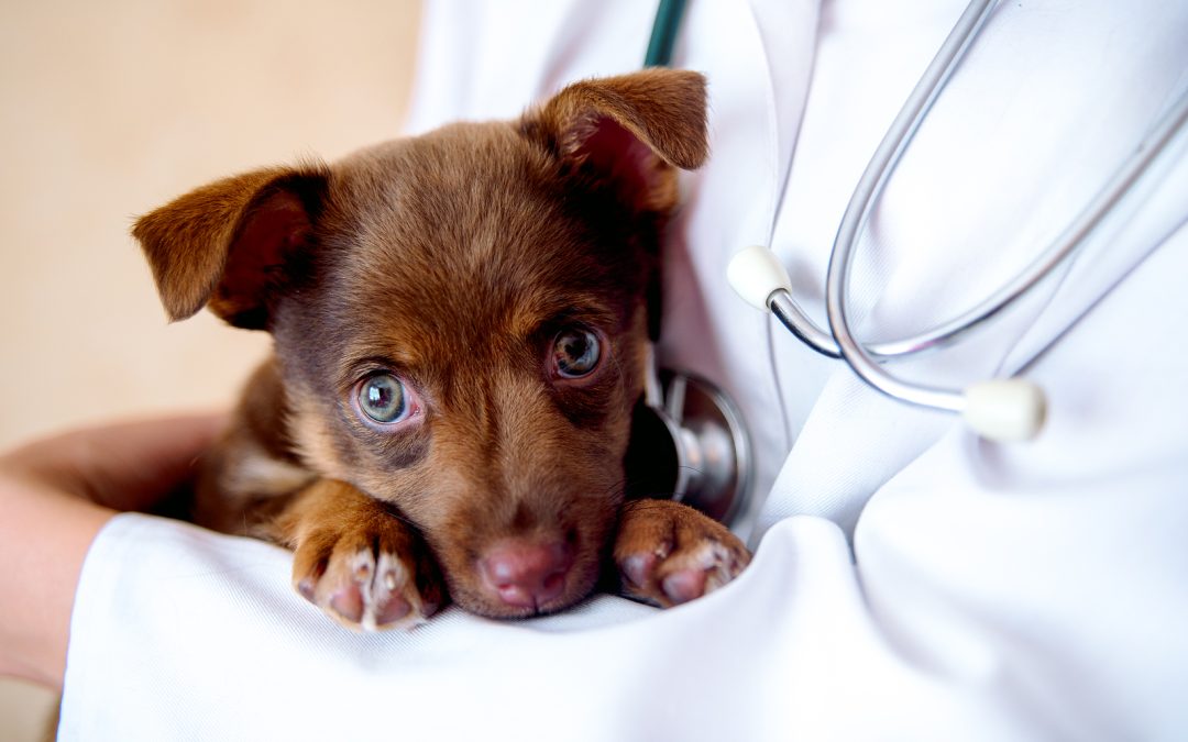 Young puppy resting with veterinarian during examination for parvovirus symptoms