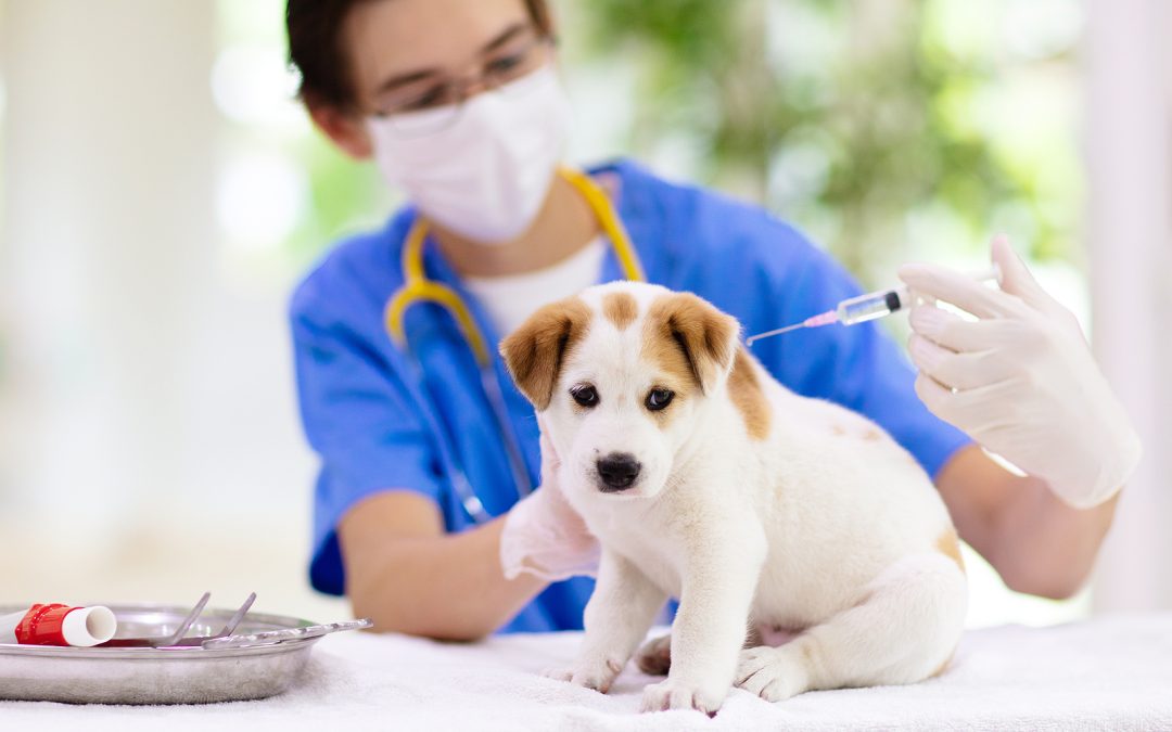 Veterinarian administering vaccine to puppy to prevent canine distemper