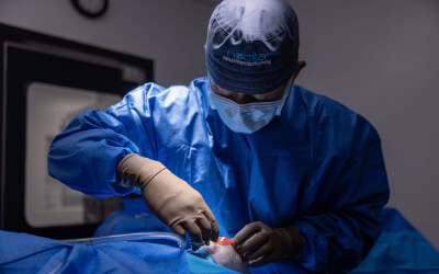Vet in surgical area