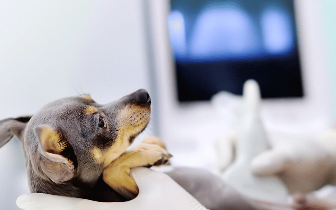 Veterinarian performing ultrasound imaging on small dog