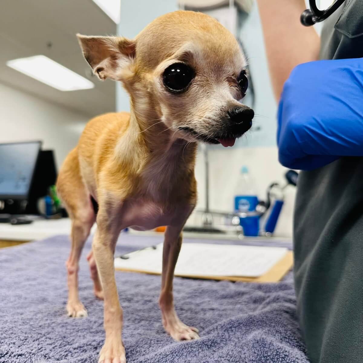 cute doggy at the vet
