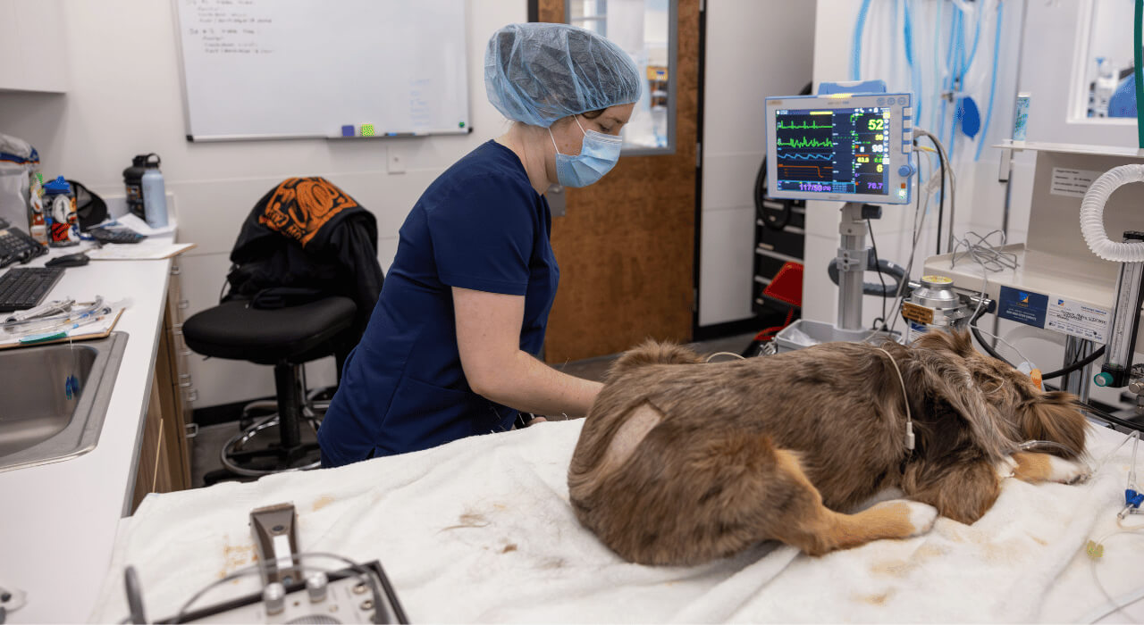 Vet busy with patient