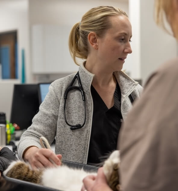 Dog getting an ultrasound