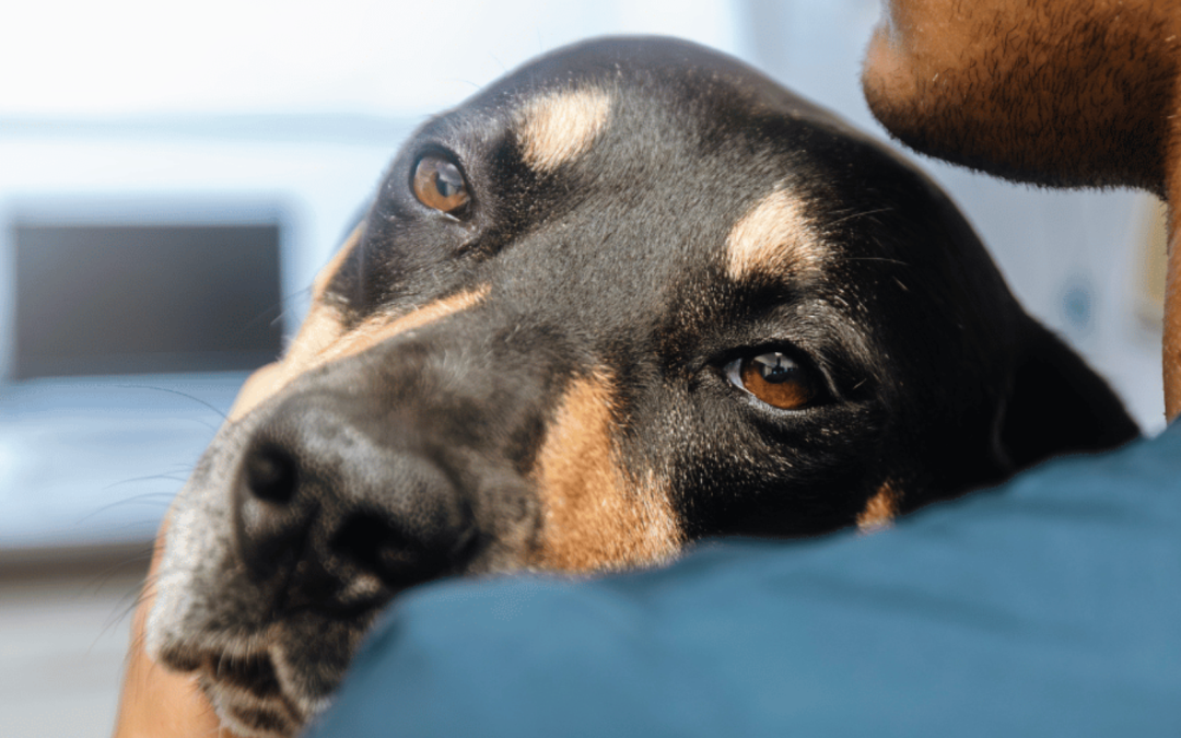 Dog resting with owner during veterinary consultation about quality of life care