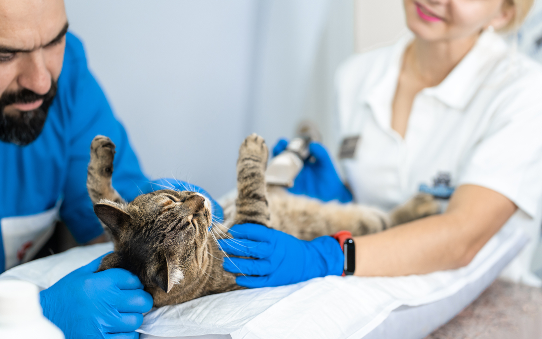 Veterinarian performing diagnostic ultrasound exam on a cat during internal medicine evaluation