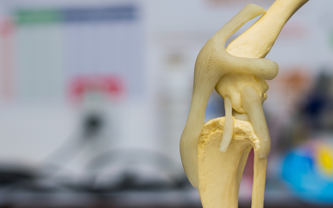 Veterinary knee joint model demonstrating ligament structure and TPLO surgery concept