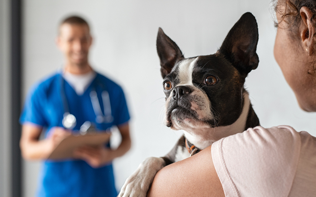 Boston terrier being held by owner during veterinary exam