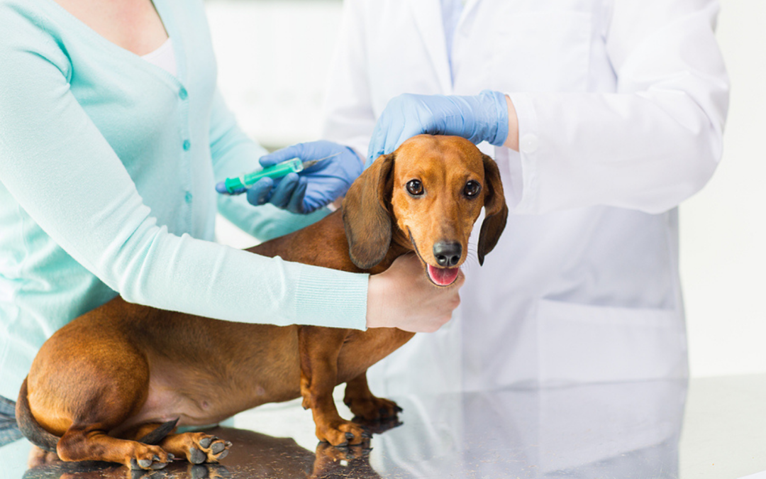 Veterinarian preparing joint injection treatment for dog with arthritis