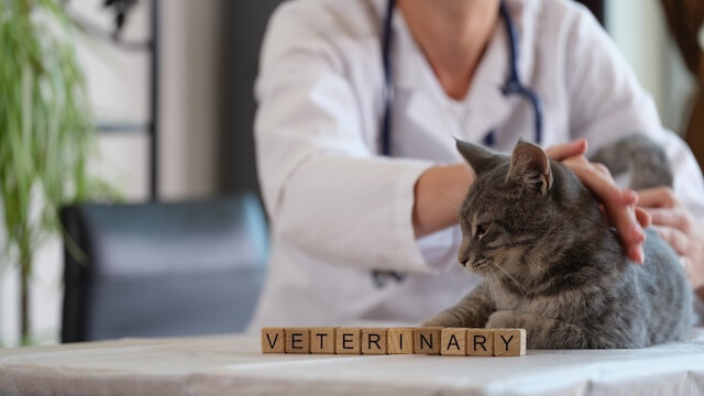 Cat on the desk at veterinary clinic