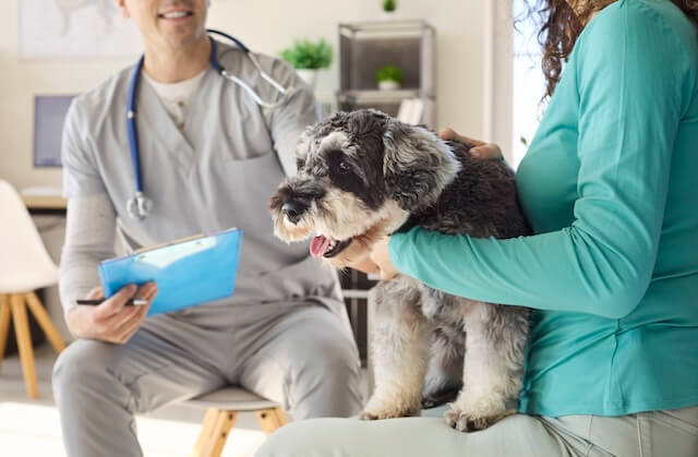 Dog at the vet
