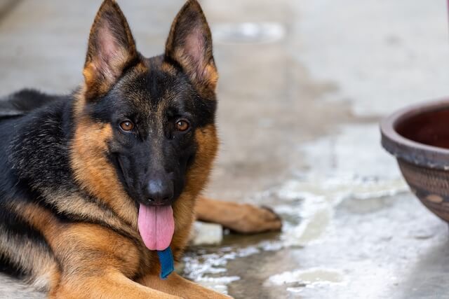 Dog next to bowl of water