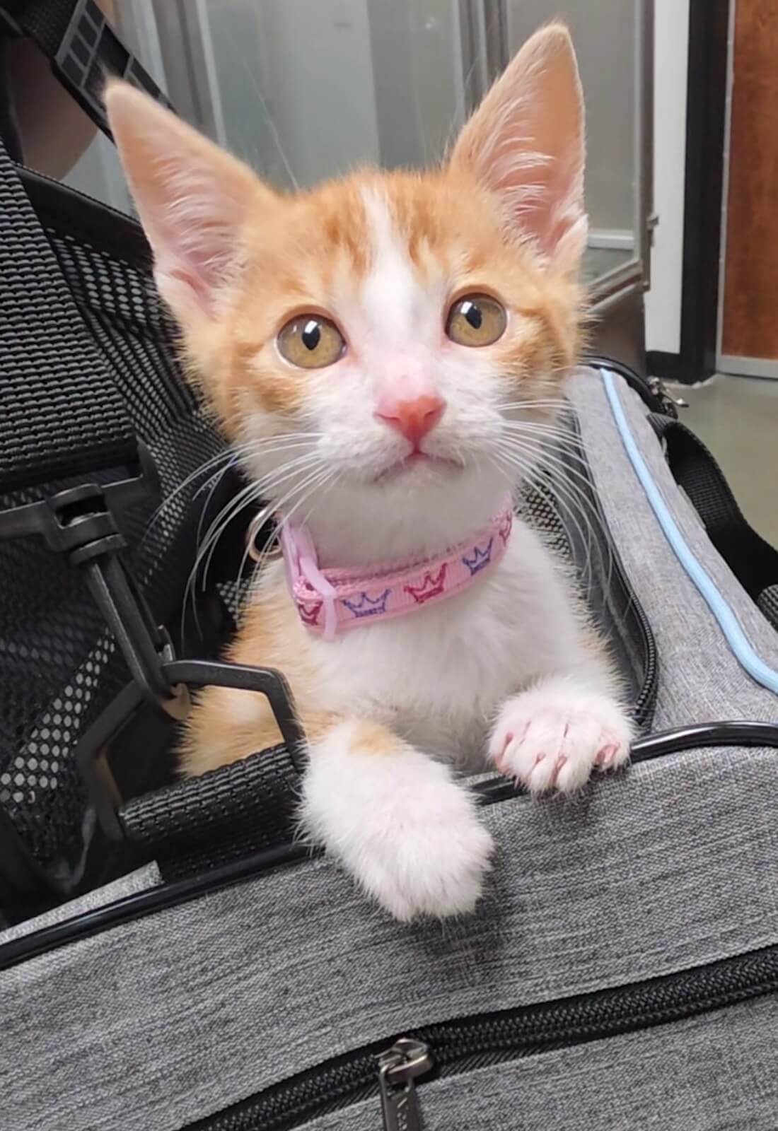 kitten in a pram