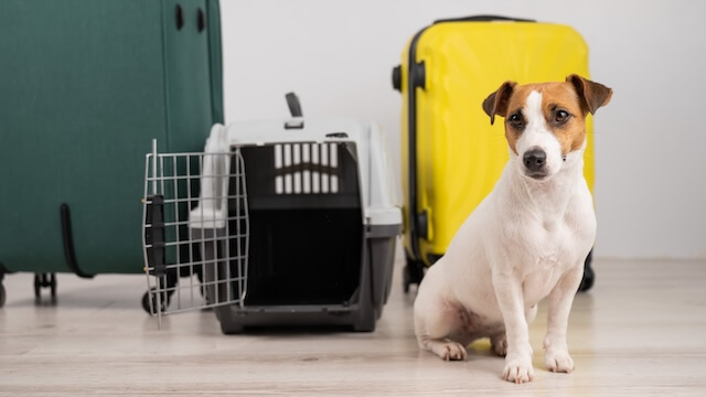 Pet preparing to travel