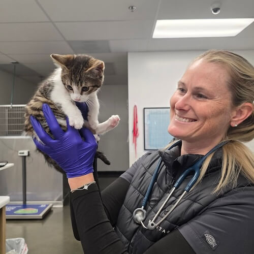 Staff member with kitten