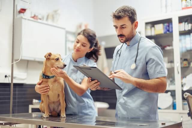 vet and assistant with patient