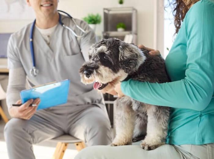 Understanding Immune-Mediated Hemolytic Anemia (IMHA): Veterinary Staff Have A Frontline Role