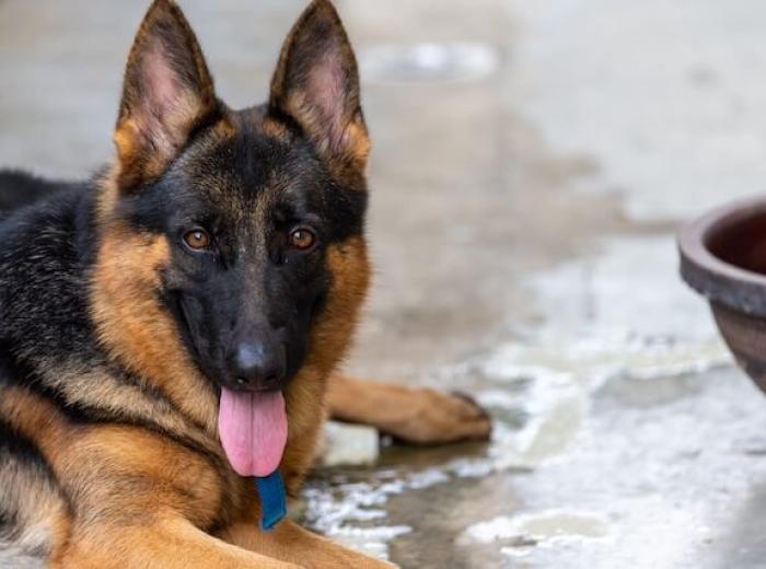 Heat Stroke in Dogs: Recognition and Rapid Response
