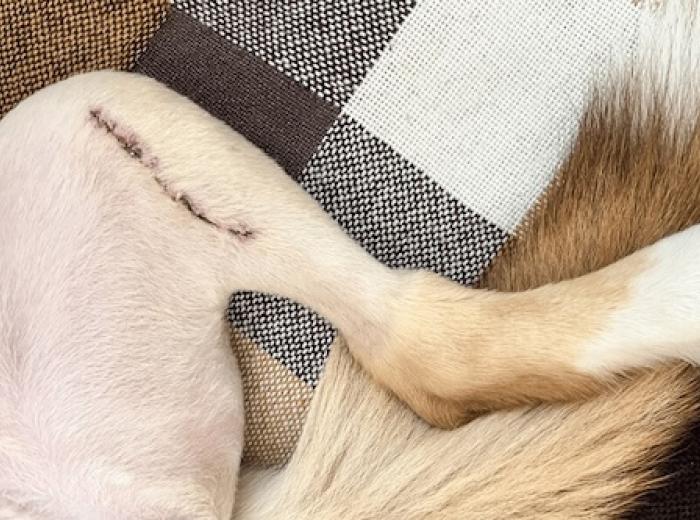 Dog Cruciate Ligament Injuries: Diagnosis and Treatment Options Explained