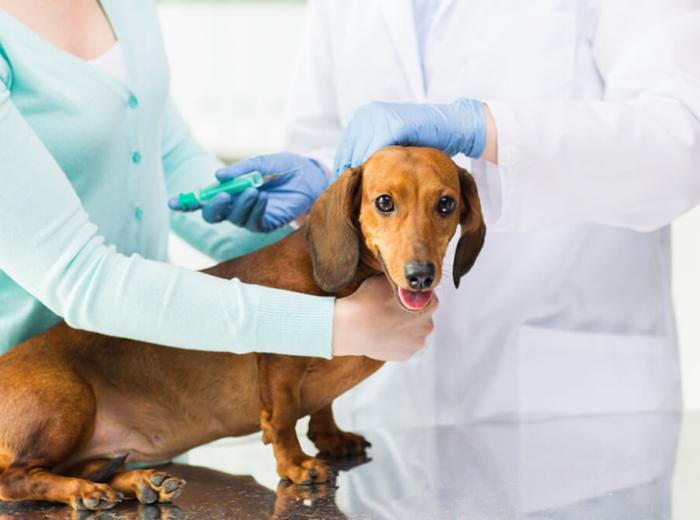 Arthramid® Vet Injection for Osteoarthritis in Dogs