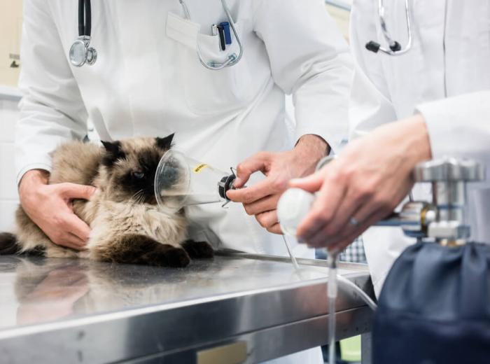 Oxygen Therapy for Pets 