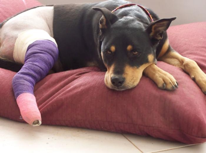 Recovering From Surgery: Common Post-Discharge Mistakes Pet Owners Make