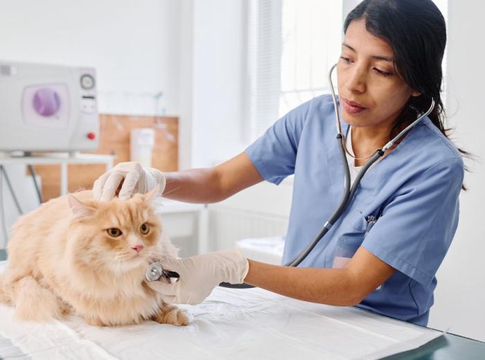 Why Choose a Board-Certified Veterinary Cardiologist?