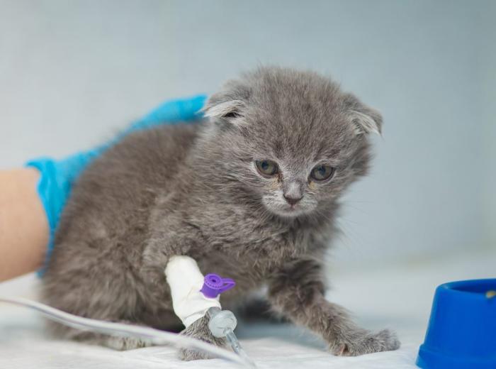 Blood Transfusions in Pets