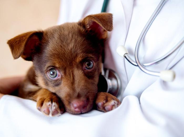Parvovirus: A Closer Look 