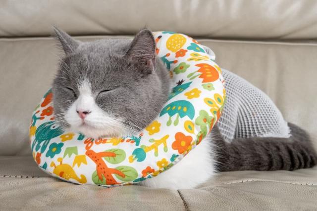 Cat Rehabilitation and Physical Therapy