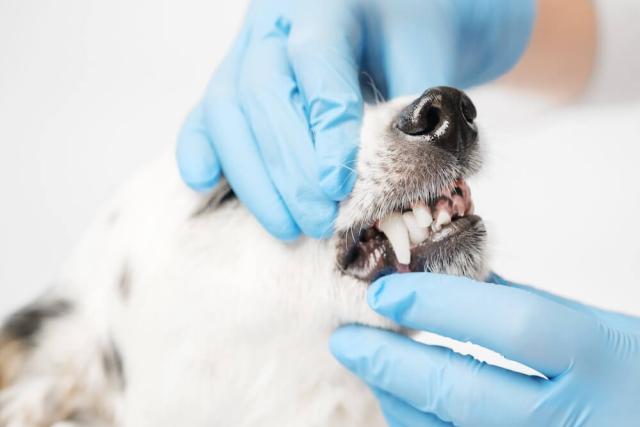 Dog Dental Care