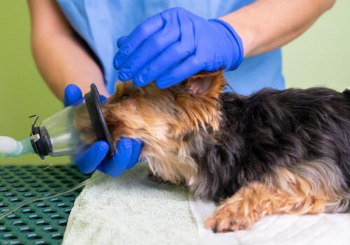 Dog Anesthesia