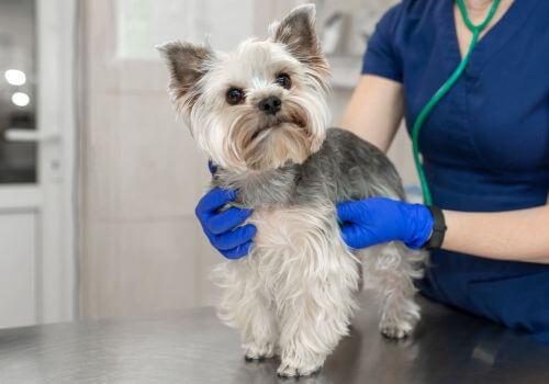 Dog Cardiology