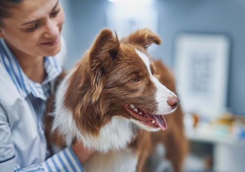 Dog Wellness Exam